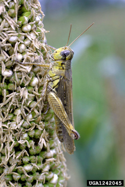 redlegged grasshopper (Melanoplus femurrubrum ) on pearl millet (Pennisetum glaucum ) - 1242045