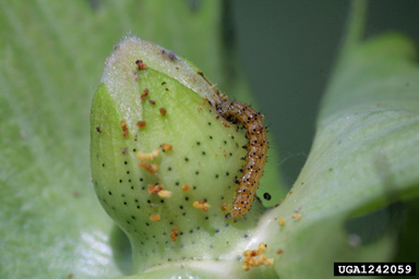 bollworm (Helicoverpa zea ) on cotton (Gossypium hirsutum ) - 1242059