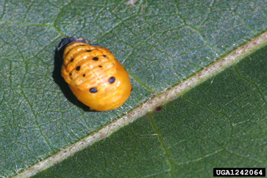 convergent lady beetle, Hippodamia convergens  (Coleoptera: Coccinellidae) - 1242064