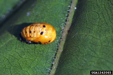 convergent lady beetle, Hippodamia convergens  (Coleoptera: Coccinellidae) - 1242065