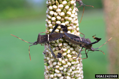 leaffooted bug (Leptoglossus phyllopus ) on pearl millet (Pennisetum glaucum ) - 1242068