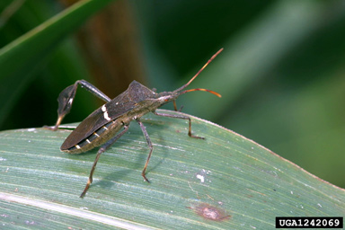 leaffooted bug (Leptoglossus phyllopus ) on pearl millet (Pennisetum glaucum ) - 1242069