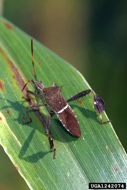 leaffooted bug (Leptoglossus phyllopus ) on pearl millet (Pennisetum glaucum ) - 1242074
