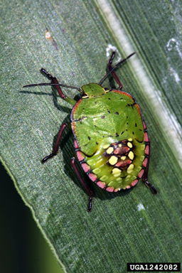 southern green stink bug (Nezara viridula ) on pearl millet (Pennisetum glaucum ) - 1242082