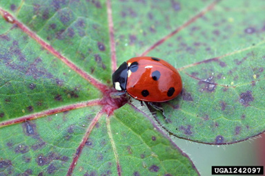 sevenspotted lady beetle, Coccinella septempunctata  (Coleoptera: Coccinellidae) - 1242097