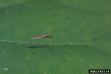 stilt bug, Jalysus wickhami  (Hemiptera: Berytidae) - 1242114