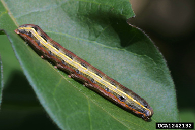 yellowstriped armyworm (Spodoptera ornithogalli ) on cotton (Gossypium hirsutum ) - 1242132