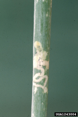 vegetable leafminer (Liriomyza sativae ) on onions (Allium spp. ) - 1243004