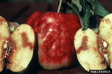 apple maggot (Rhagoletis pomonella ) on apple (Malus domestica ) - 1243013
