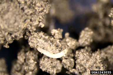 crucifer flea beetle (Phyllotreta cruciferae ) on mustards, crucifers (  ) - 1243035