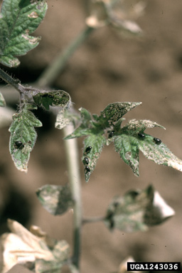 potato flea beetle (Epitrix cucumeris ) on tomato (Lycopersicon esculentum ) - 1243036