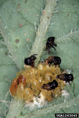 Colorado potato beetle (Leptinotarsa decemlineata ) on potato (Solanum tuberosum ) - 1243045