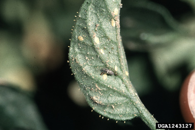potato/tomato psyllid (Paratrioza cockerelli ) on potato (Solanum tuberosum ) - 1243127