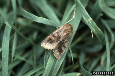 bronzed cutworm (Nephelodes minians ) on Kentucky bluegrass (Poa pratensis ) - 1243146