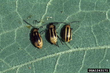 western corn rootworm, Diabrotica virgifera virgifera (Coleoptera: Chrysomelidae) - 1243171