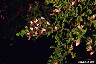 cipres de Guaitecas, Pilgerodendron uviferum  (Pinales: Cupressaceae) - 1244005