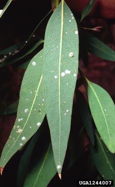 Red gum lerp (Glycaspis brimblecombei ) on eucalyptus (Eucalyptus spp. ) - 1244007