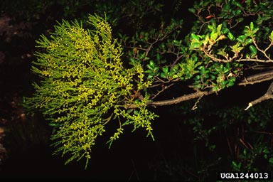 mistletoe (Misodendrum punctulatum ) on lenga (Nothofagus pumilio ) - 1244013