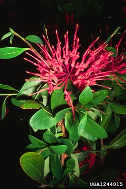Chilean fire bush, Embothrium coccineum  (Proteales: Proteaceae) - 1244015