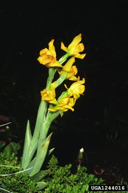 orchid, Chloraea alpina  (Orchidales: Orchidaceae) - 1244017