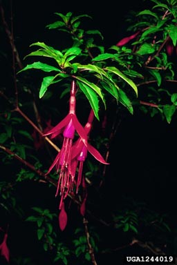 hardy fuchsia, Fuchsia magellanica  (Myrtales: Onagraceae) - 1244019
