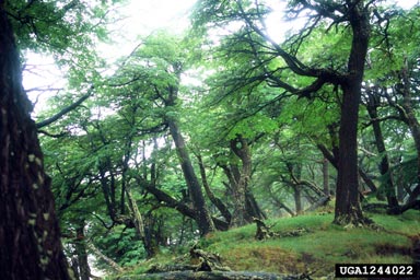 lenga, Nothofagus pumilio  (Fagales: Fagaceae) - 1244022