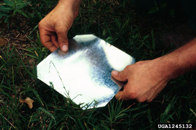 pitfall traps,    - 1245132