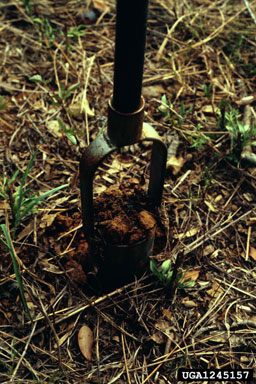 pitfall traps,    - 1245157