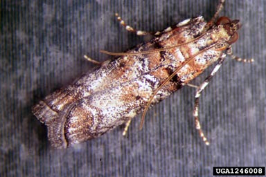 Zimmerman pine moth, Dioryctria zimmermani  (Lepidoptera: Pyralidae) - 1246008