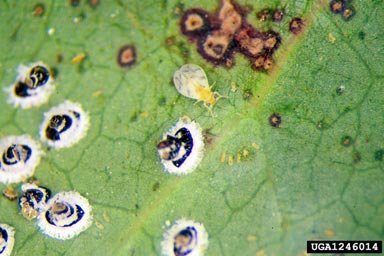 mulberry whitefly (Tetraleurodes mori ) on barberry (Mahonia spp. ) - 1246014