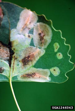 leaf blotch miners (Phyllonorycter spp. ) on eastern cottonwood (Populus deltoides ssp. deltoides) - 1246043