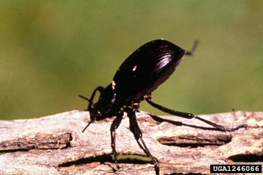 jet-black stink bug, Eleodes armata  (Coleoptera: Tenebrionidae) - 1246066