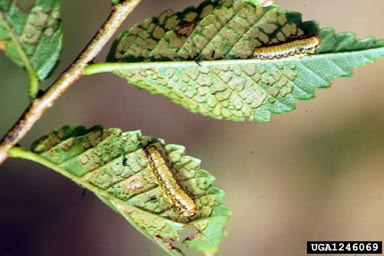 elm leaf beetle (Xanthogaleruca luteola ) on elm (Ulmus spp. ) - 1246069