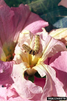 tobacco budworm (Heliothis virescens ) on petunia (Petunia spp. ) - 1246078
