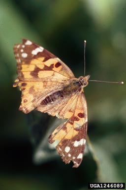 painted lady butterfly (Vanessa cardui ) on Canada thistle (Cirsium arvense ) - 1246089