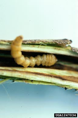 dogwood twig borer, Oberea tripunctata  (Coleoptera: Cerambycidae) - 1247034