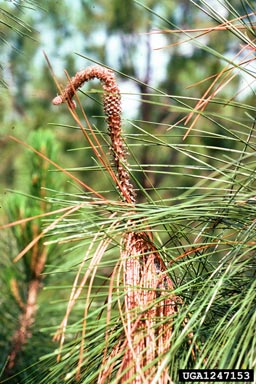 pitch canker, Fusarium subglutinans  (Hypocreales: Nectriaceae) - 1247153