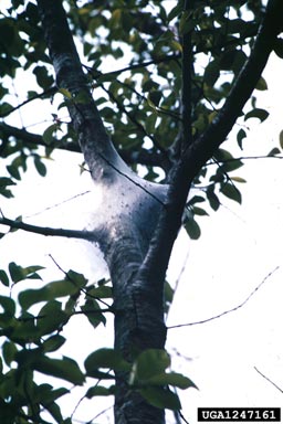 eastern tent caterpillar, Malacosoma americanum  (Lepidoptera: Lasiocampidae) - 1247161