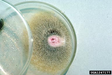 pitch canker, Fusarium subglutinans  (Hypocreales: Nectriaceae) - 1247177