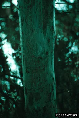 bark lice (Family Psocidae),    (Psocoptera: Psocidae) - 1247197