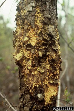 fusiform rust, Cronartium quercuum f.sp. fusiforme (Uredinales: Cronartiaceae) - 1247221