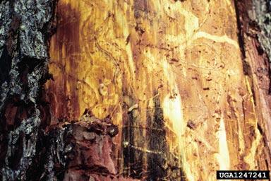 southern pine beetle, Dendroctonus frontalis  (Coleoptera: Curculionidae) - 1247241