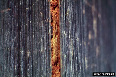 eastern subterranean termite, Reticulitermes flavipes  (Isoptera: Rhinotermitidae) - 1247295