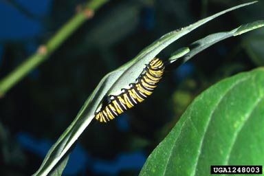 monarch butterfly (Danaus plexippus ) on giant milkweed (Calotropis gigantea ) - 1248003