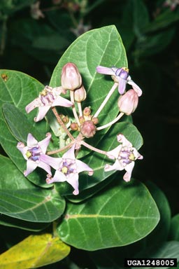 giant milkweed, Calotropis gigantea  (Gentianales: Asclepiadaceae) - 1248005