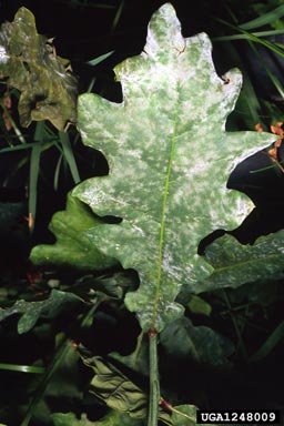 powdery mildew (Microsphaera abbreviata ) on oak (Quercus spp. ) - 1248009