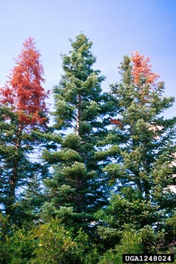 fir engraver (Scolytus ventralis ) on white fir (Abies concolor ) - 1248024