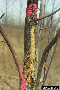 emerald ash borer (Agrilus planipennis ) on green ash (Fraxinus pennsylvanica ) - 1249002
