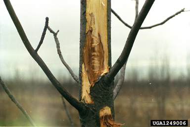 emerald ash borer (Agrilus planipennis ) on green ash (Fraxinus pennsylvanica ) - 1249006