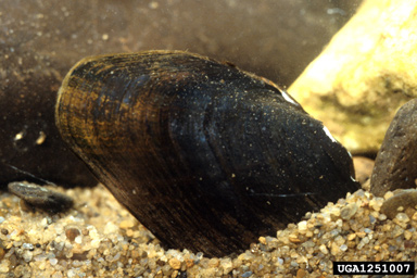 Cumberland bean, Villosa trabalis  (Unionoida: Unionidae) - 1251007